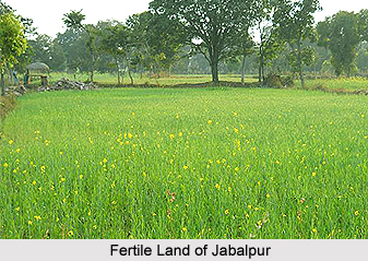 Agriculture of Madhya Pradesh