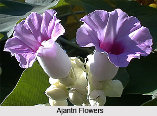 Ajantri, Indian Medicinal Plant