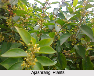 Ajashrangi, Indian Medicinal Plant