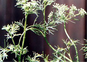 Bishop`s Weed, Indian Plant