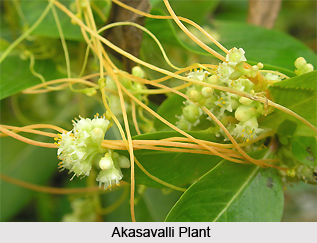 Akasavalli, Indian Medicinal Plants