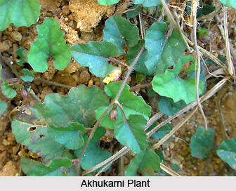 Akhukarni, Indian Medicinal Plant