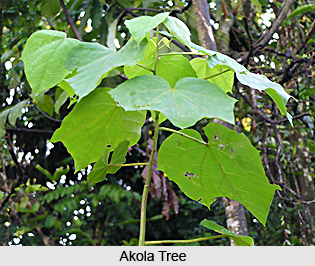 Akola, Indian Medicinal Plant