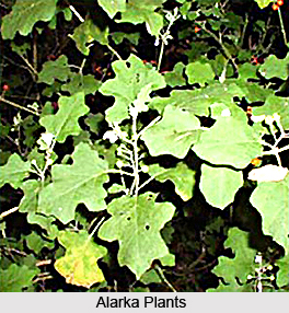 Alarka, Indian Medicinal Plant