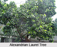 Alexandrian Laurel Tree