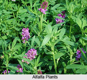 Alfalfa, Indian Herb