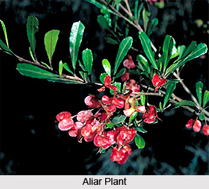 Aliar, Indian Medicinal Plants