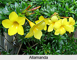 Allamanda  , Indian Shrub