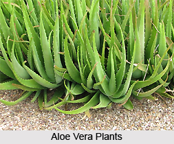 Aloe Barbadensis Mill or Indian Aloe, Indian Medicinal Plants