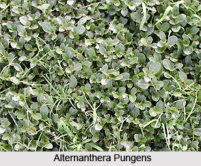 Alternanthera pungens H.B.K, Indian Medicinal Plants