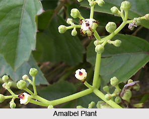 Amalbel, Fox Grape, Indian Medicinal Plant