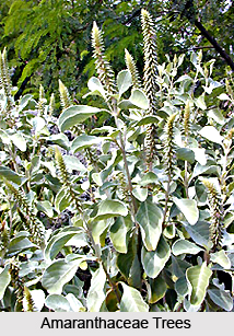 Amaranthaceae, Indian Medicinal Plant