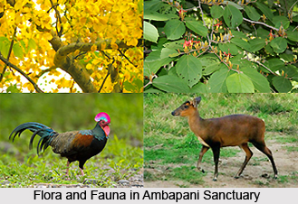 Ambapani Sanctuary, Orissa