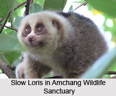 Amchang Wildlife Sanctuary, Assam