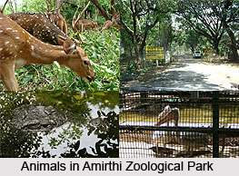 Amirthi Zoological Park, Tamil Nadu
