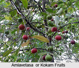 Amlavetasa, Indian Medicinal Plant