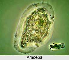 Amoeba