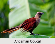Andaman Coucal, Indian Bird