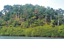 Andaman Tropical  Forest