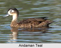Andaman Teal, Indian Bird