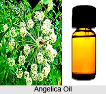 Angelica Oil