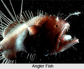 Angler Fish, Indian Marine Species