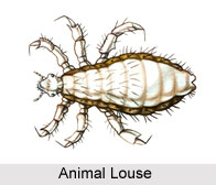 Animal Louse, Indian Species