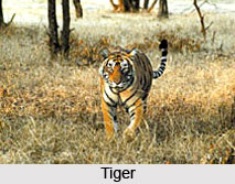 Anshi National Park,Wildlife,Karnataka