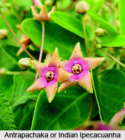 Antrapachaka, Indian Medicinal Plant