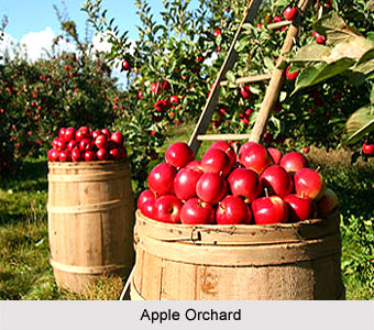 Fruit Cultivation in India - Apple Orchard