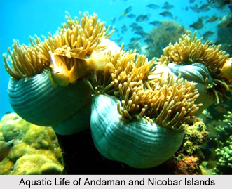 Leisure Tourism in Andaman and Nicobar Islands