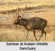 Aralam Wildlife Sanctuary, Kerala