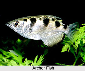 Archer Fish, Indian Marine Species