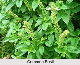 Arjaka, Common Basil