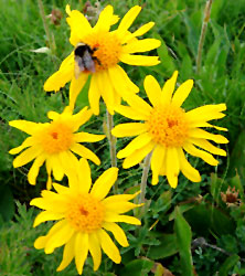 Arnica