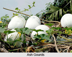 Ash Gourd, Indian Herb