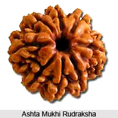 Ashta Mukhi Rudraksha