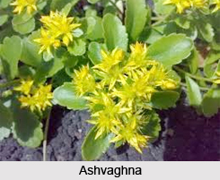 Ashvaghna, Indian Medicinal Plant
