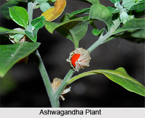 Ashwagandha , Indian Herb