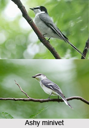 Ashy Minivet, Indian Bird