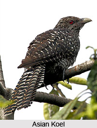 Asian Koel, Bird