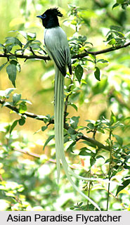 Asian Paradise, flycatcher, Bird