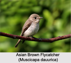 Asian Brown Flycatcher, Indian Bird