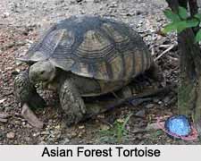 Asian Forest Tortoise, Indian Reptile