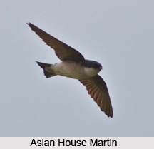 Asian House Martin, Indian Bird