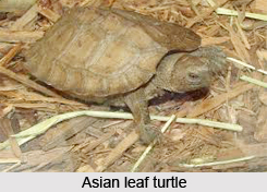 Asian Leaf Turtle, Indian Reptile
