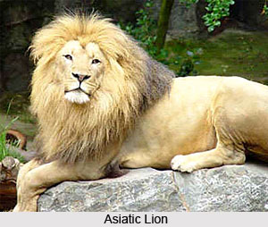 Asiatic Lions, Indian Animal