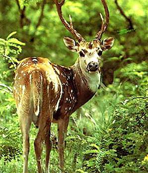 Askot Musk Deer Sanctuary
