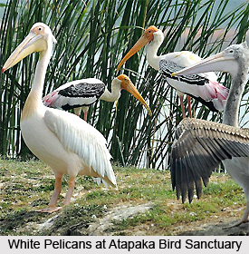 Atapaka Bird Sanctuary, Andhra Pradesh