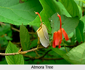 Atmora, Indian Medicinal Plant
